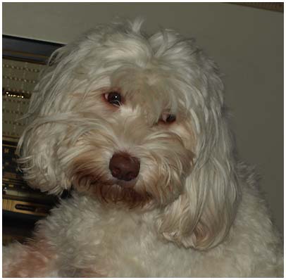 Angie