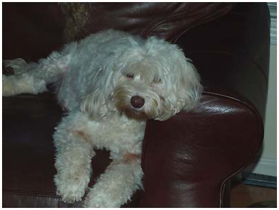 Angie